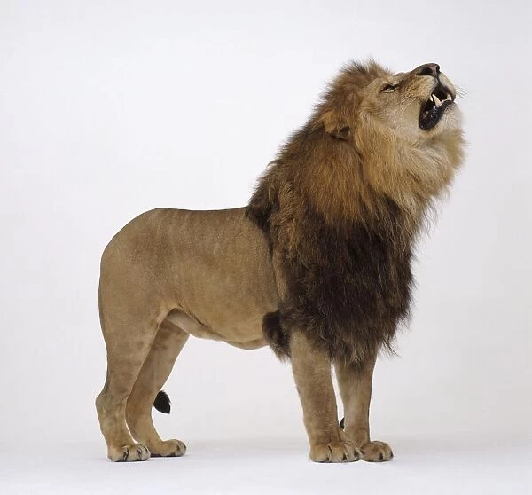 Lion (Panthera leo) roaring, looking up