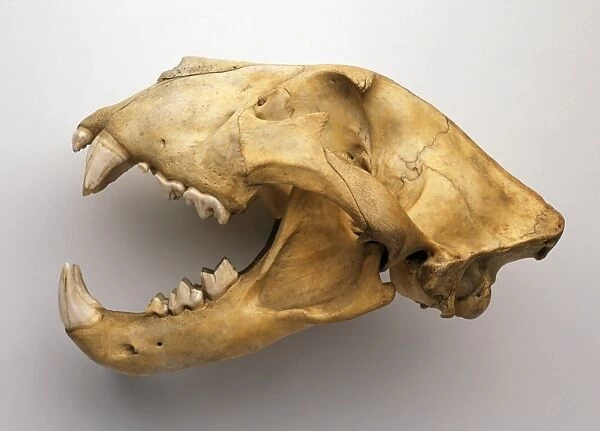 Lion skull, side view