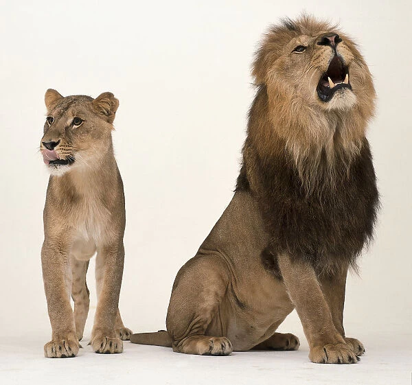 A lioness, and a male lion roaring (Panthera leo)