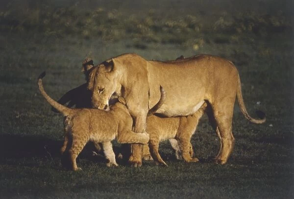 Lioness (Panthera leo) playing with her cubs in grassy terrain, side view