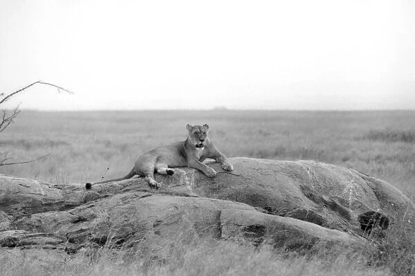 Lioness. Serengeti. Tanzania. Africa