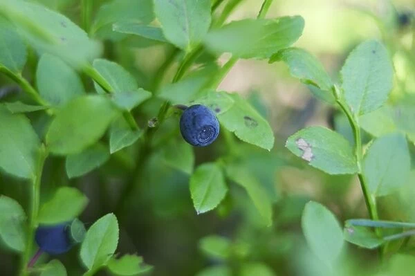 Lithuania, Aukstaitija National Park, blueberry on plant, close-up