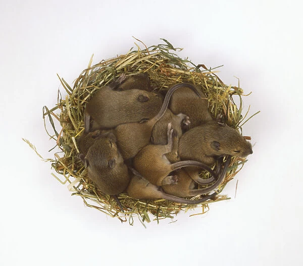 Litter of baby House Mice (Mus musculus) in nest, view from above