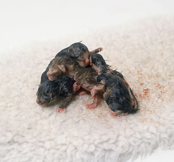 A litter of newborn kittens