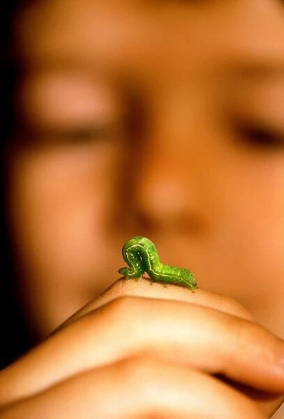 Little Boy. Caterpillar