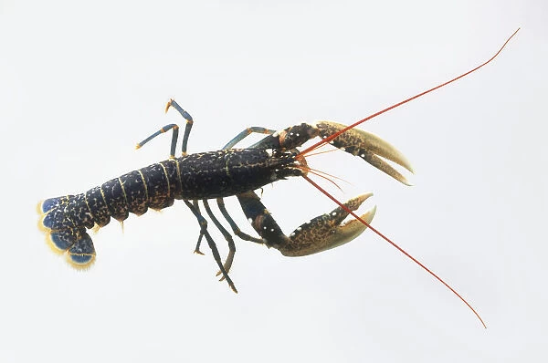 A lobster, high angle view