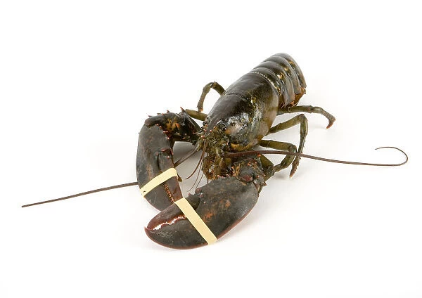 Lobster on white background, close-up