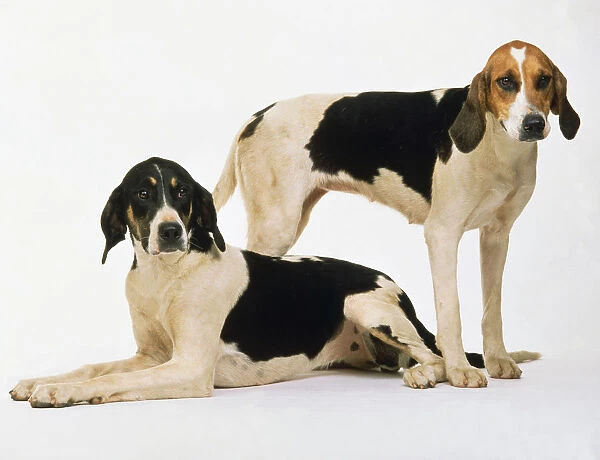 Two long-eared white, tan, and black English foxhounds, one standing and the other lying on the floor