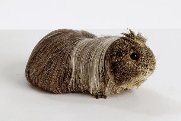 Long-haired grey Peruvian guinea pig