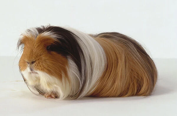 Long Haired Light Brown Guinea Pig, With Black And White Markings Around Face