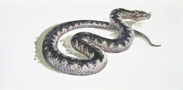Long-nosed viper (Vipera ammodytes), illustration