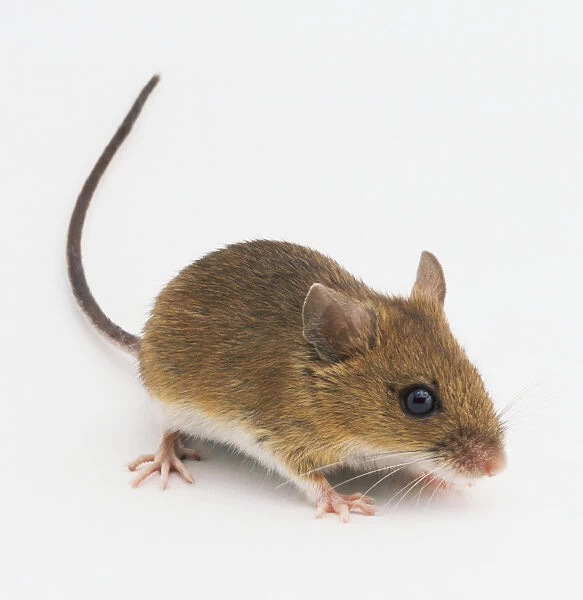 A Long-tailed field Mouse (Apodemus sylvaticus)