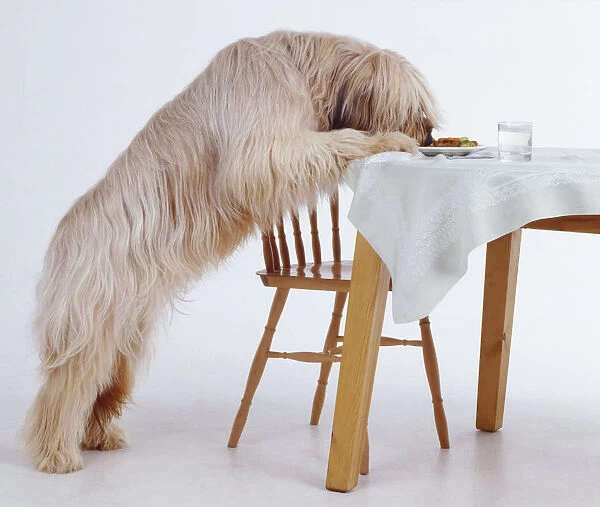 A longhaired Briard swipes food from a plate on a dinner table while standing on its hind legs beside a wooden chair