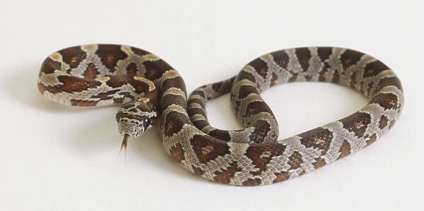 Loosely curled Corn Snake, brown and beige diamond pattern with tongue out