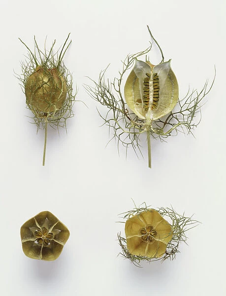 Love-in-a-mist, Nigella damascena, whole and sectioned fruit