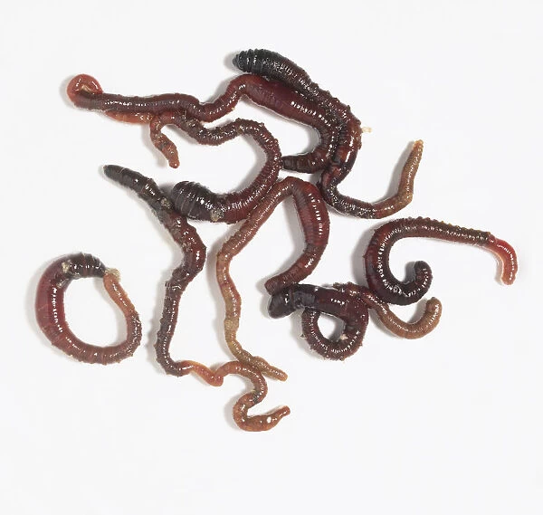 Lugworms (Arenicola marina), close up