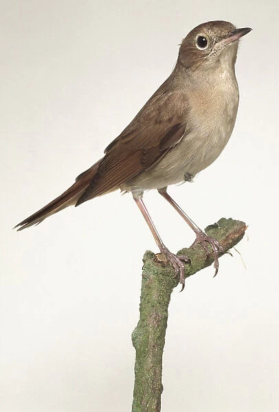 Luscinia megarhynchos, Nightingale perched on thin stump, side view