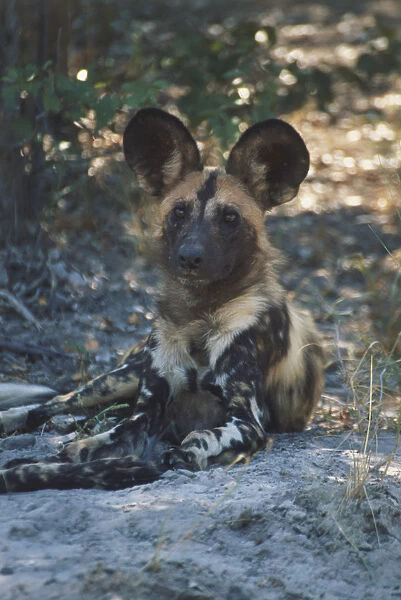 Lycaon pictus (African Hunting Dog, African wild dog). Family Canidae. Adult front view, lying down on earth. Photographed south east of the Moremi Game Reserve, Botswana. April 12th, 1998