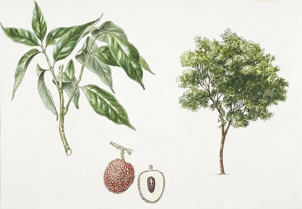 Lychee (Litchi chinensis) plant with leaf and fruit, illustration