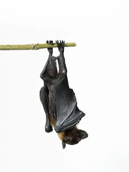Lyles fruit bat - pteropus lylei