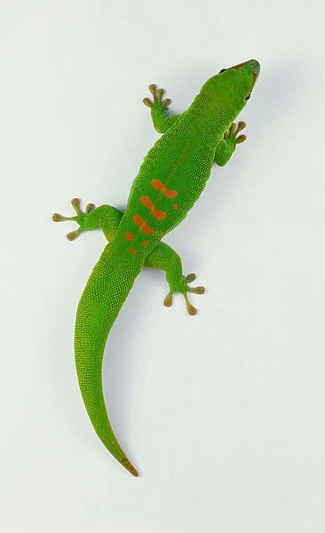 Madagascan Giant Day Gecko (Gekkonidae), bright green with red markings, view from above