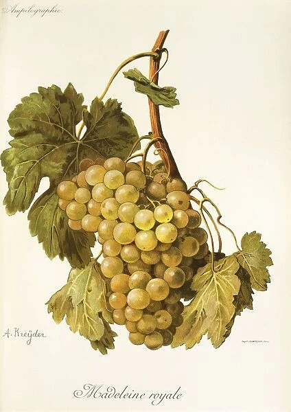 Madeleine Royale grape, illustration by A. Kreyder