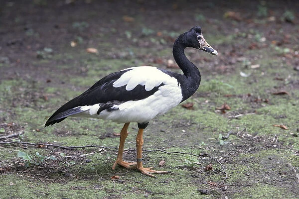 Magpie goose (Anseranas semipalmata), side view