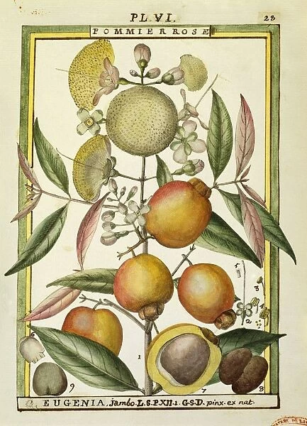 Malabar Plum or Rose apple (Eugenia Jambos or Syzygium Jambos), watercolour by Delahaye, 1789