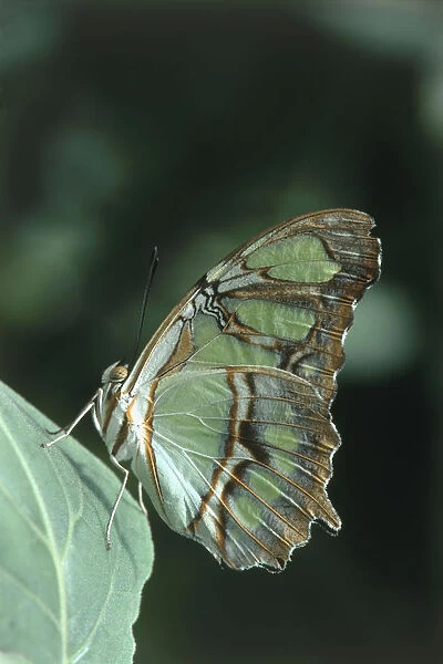 Malachite butterfly (Metamorpha stelenes), on a leaf, close-up