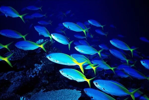 Maldives. Fishes. Yellowback Fusilier. Ocean Floor