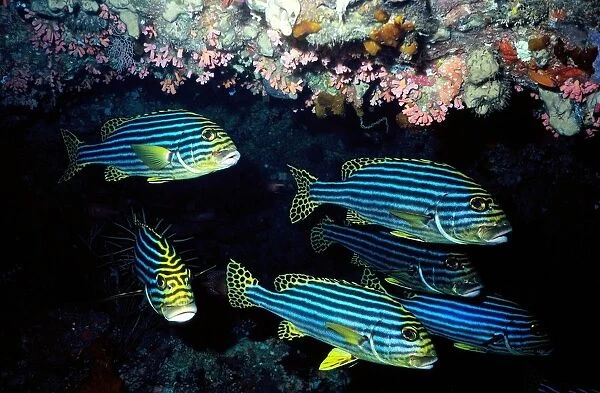 Maldives. Oriental Sweetlip Fishes. Ocean Floor