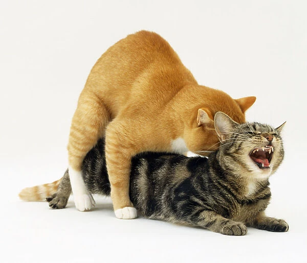 A male cat withdraws from a female, the female shreiks mouth open