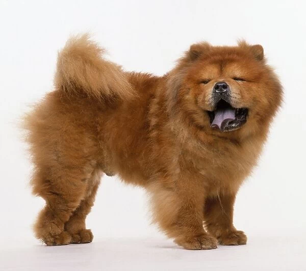 Male Chow Chow, panting