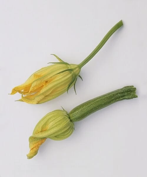Male courgette flower and female courgette flower with fruit forming at the base, close-up