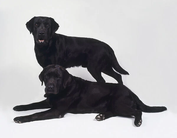 Two male and female black Labrador Retrievers standing and lying down together
