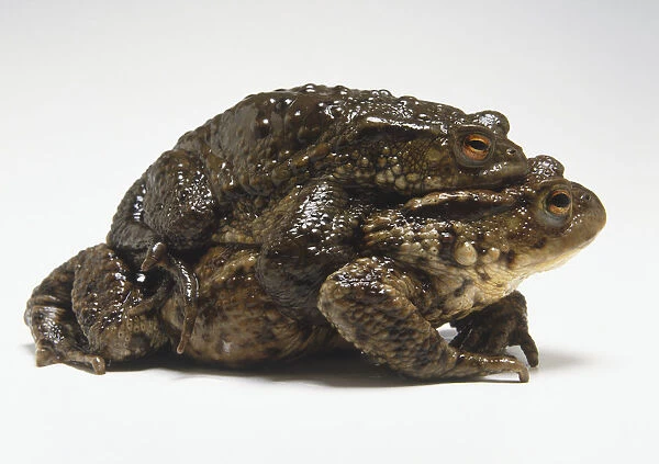 Male and female Common Toads (Bufo bufo) mating