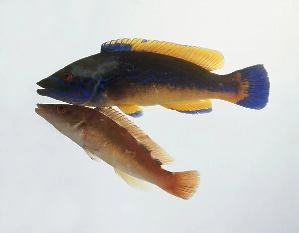 Male and female Labrus mixtus (Cuckoo wrasse) underwater