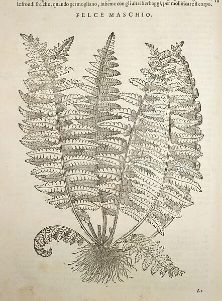Male fern Dryopteris filix-mas by Pietro Andrea Mattioli I Discorsi, Felice Valgriffo, Venice, 1585