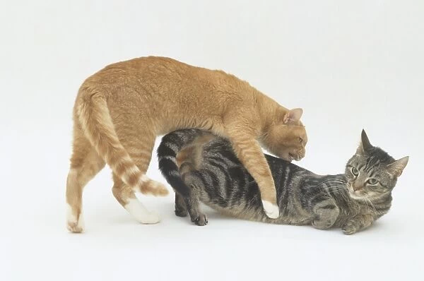 Male ginger cat mounting a female tabby cat