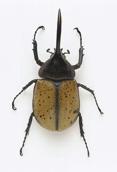 Male hercules beetle (Dynastes hercules), showing horn