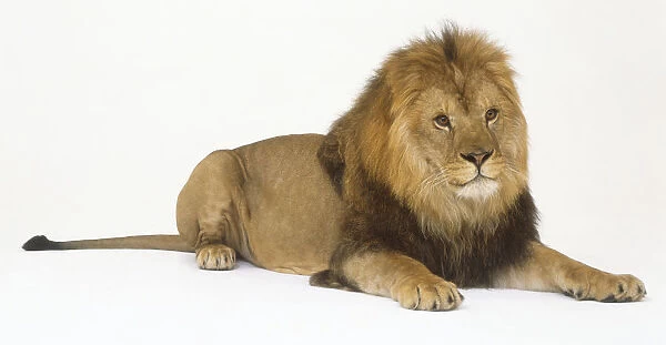 Male Lion (Panthera leo) lying down