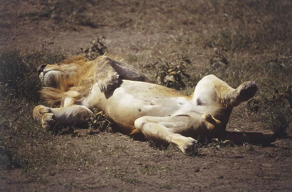 Male Lion, Panthera leo, rolling on his back on dusty ground, belly exposed, paws curled, large golden mane, eyes closed