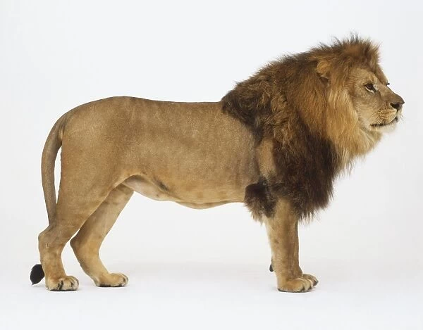 A male lion (Panthera leo), standing, side view