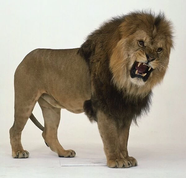 Male Lion roaring