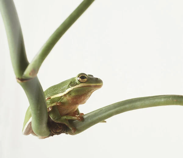 Male North American Tree Frog (Hylidae) sitting on plant stem