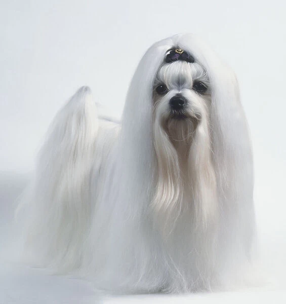 Maltese dog (Canis familiaris), showing off long white coat, front view