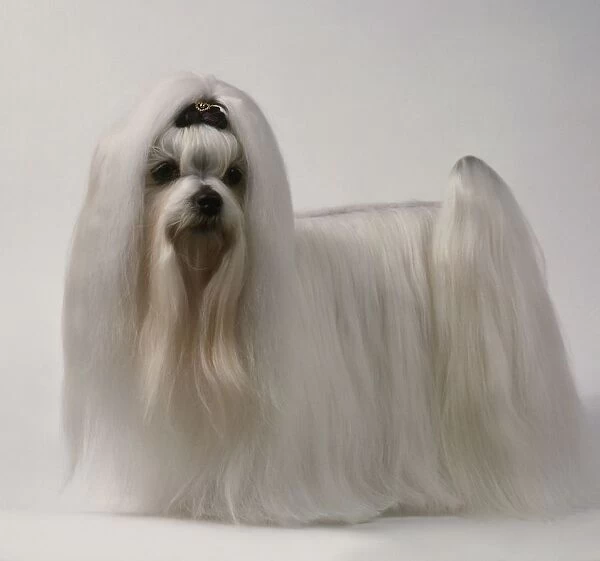 Maltese Dog showing off long white hair, side view, facing forward