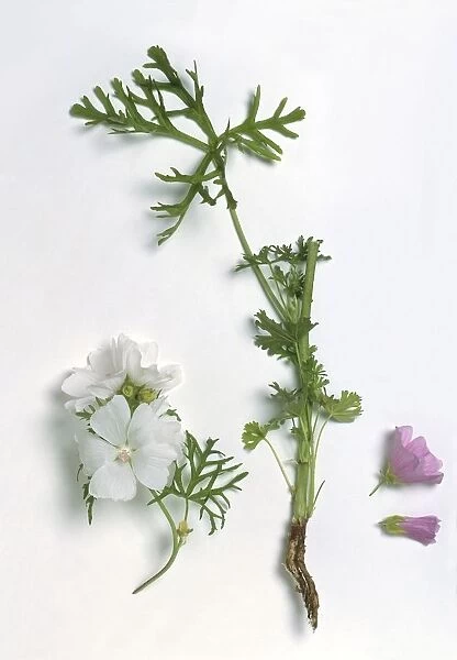 Malva moschata (Musk mallow), flowers, leaves, and root