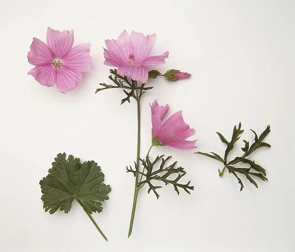 Malva moschata (Musk mallow), leaves and pink flowers