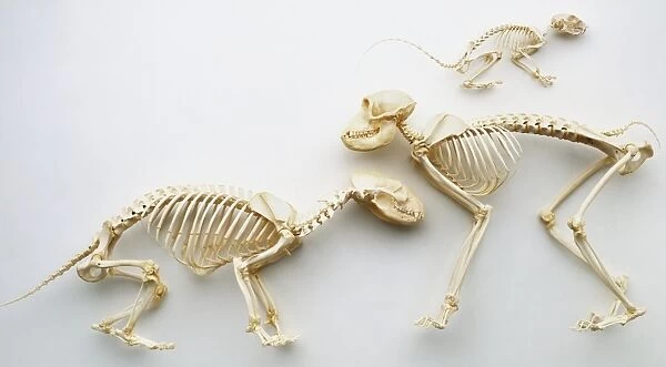 Three mammal skeletons, including Squirrel (top), Badger (left) and Rhesus Monkey (right), side view